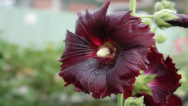 Hollyhock Flowers