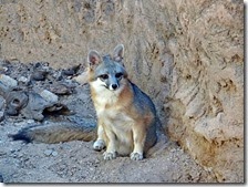 AZ Sanora Desert Museum 054