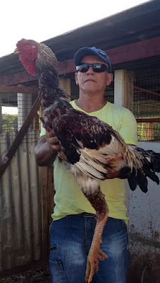 ayam indio gigante tertinggi di dunia