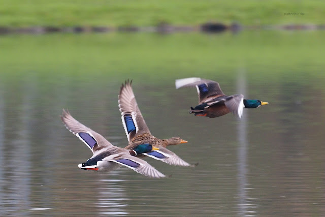 Enten bif ducks