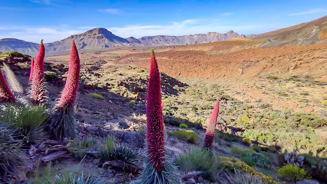 La belleza del Tajinaste Rojo del Teide en plena floración en el Parador del Teide