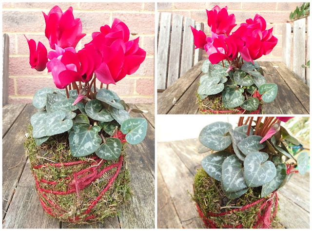 Cyclamen kokedama