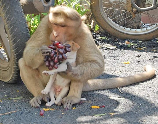 A Monkey Defended A Puppy From Stray Dogs And Became Its New Parent