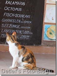 katze