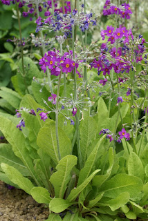 Primula beesiana  - Primula bulleyana subsp. beesiana