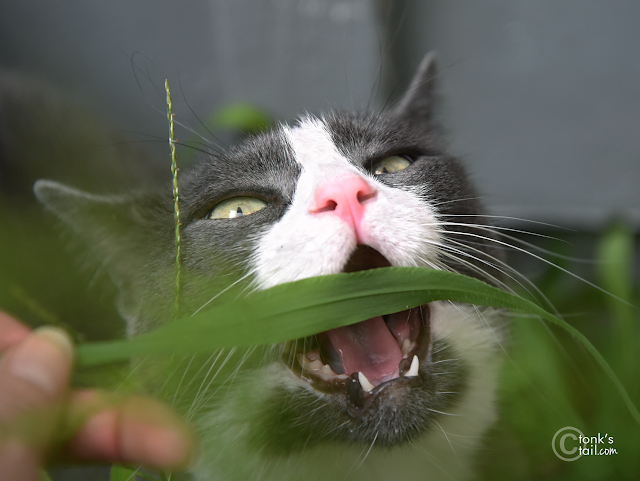 Allie chomps down on a blade of grass with her sharp fangs #girlcatfangs #tuxedogirl #love cats