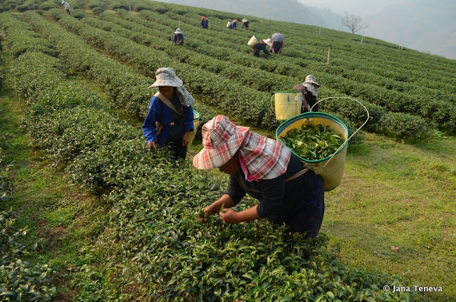 tea plantation Doi Mae Salong