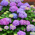 How To Grow Hydrangeas From Cuttings #Flowers