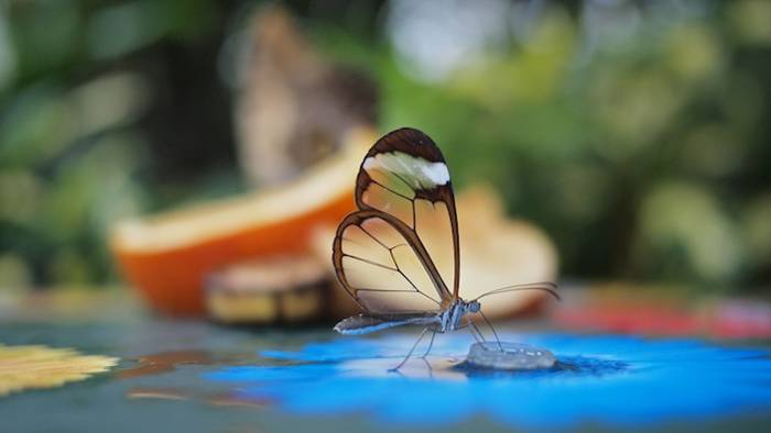The glasswinged butterfly's name in Spanish is Espejitos which translates as little mirrors. In certain lights, the translucent wing parts have a glossy, almost reflective quality to them that makes their Spanish name effectively accurate. Whether they're seen as glass or mirrors, though, there's something absolutely fascinating about the way these butterflies' wings offer a surreal look at the environment around the insect. It's like they're tiny ornaments designed to draw the eye to the scenic appeal of nature.