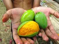 mangga keong