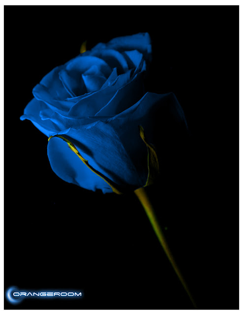 Blue Roses