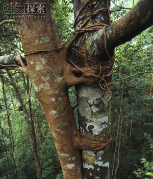 Strangler fig : ເປັນ​ພືດ​ກາ​ຝາກ​ສະ​ນິດ​ຫນຶ່ງ ອາ​ໃສ​ຕົ້ນ​ໄມ້​ອື່ນ​ເປັນ​ຫລັກ