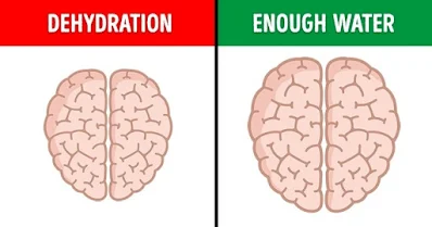 الدِّماغ حساس تجاه لجفاف