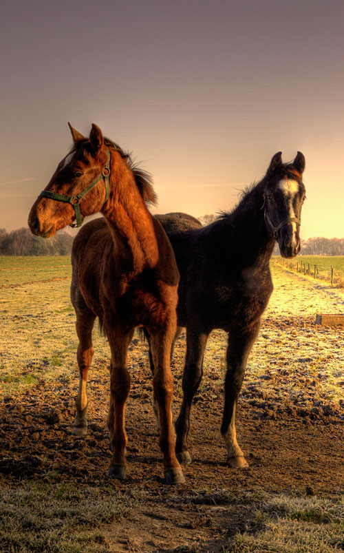 Hermosos Caballos