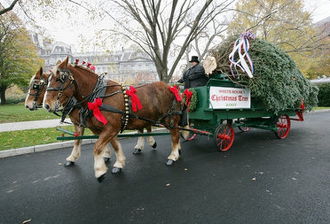 Public Domain Clip Art: Horse Drawn Carriage with Christmas Trees