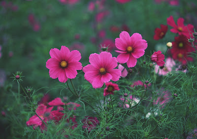 Imágenes y fotografías de flores