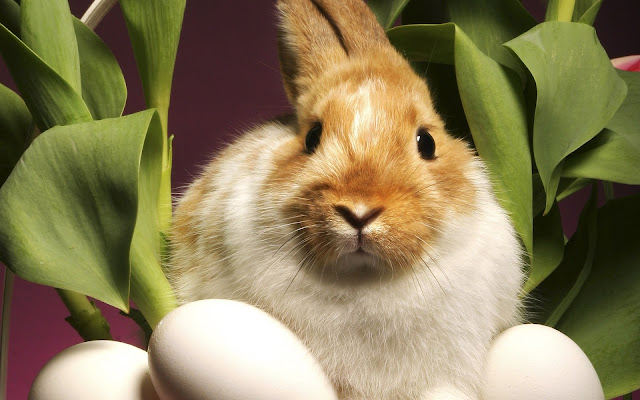 rabbit, flowers, eggs