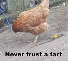 Never Trust a Fart