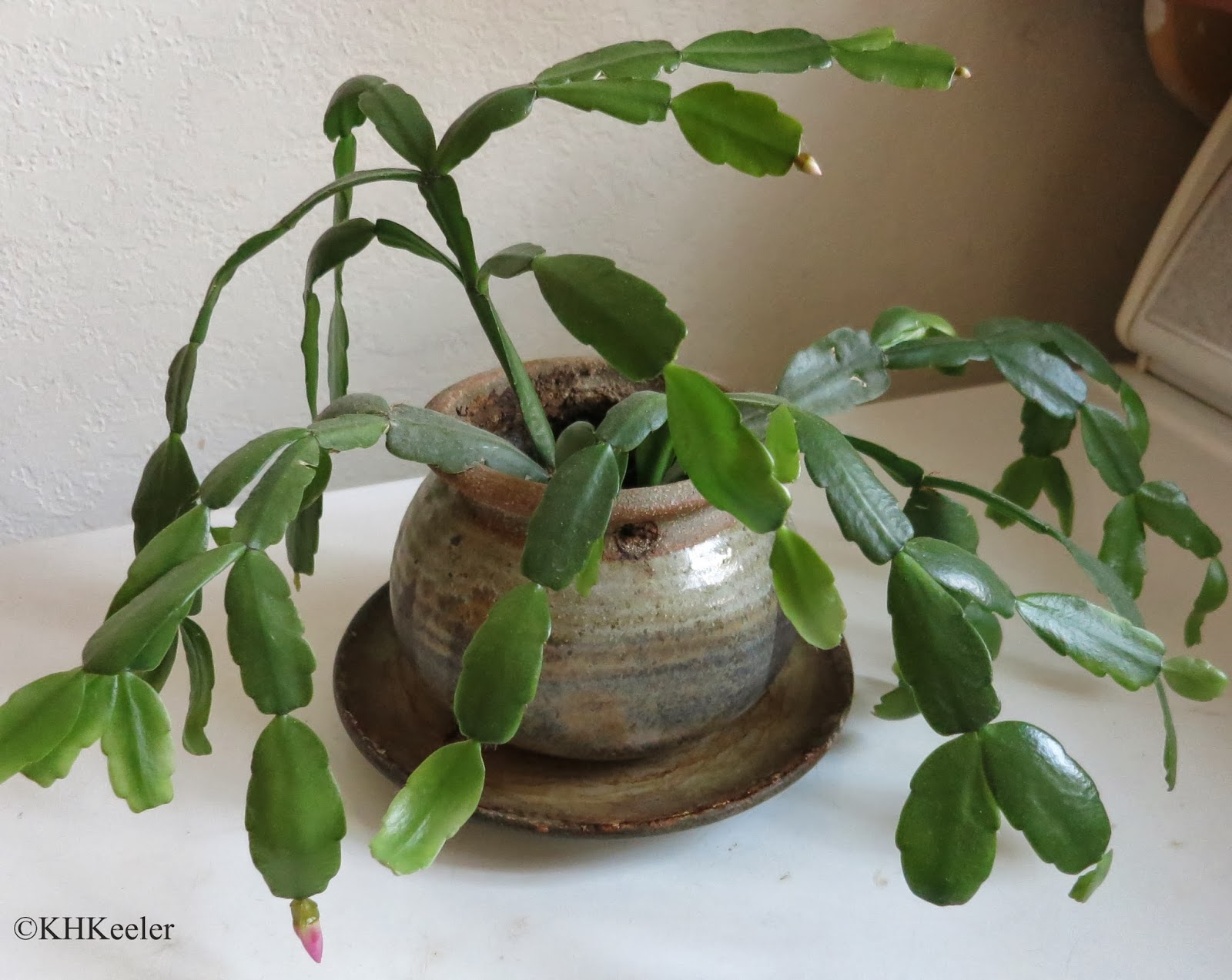 A Wandering Botanist: Growing a Happy Christmas Cactus ...