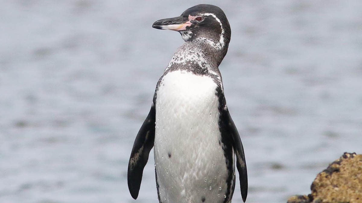 Karakteristik Penguin Galapagos