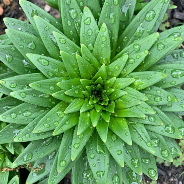 The Asiatic Lily with radial symmetry.