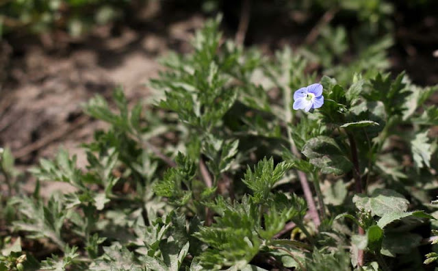 Veronica Persica Flowers Pictures