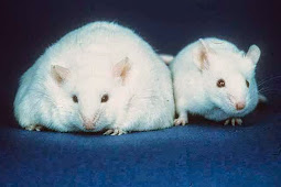 A New Understanding of an Old "Obesity Gene"