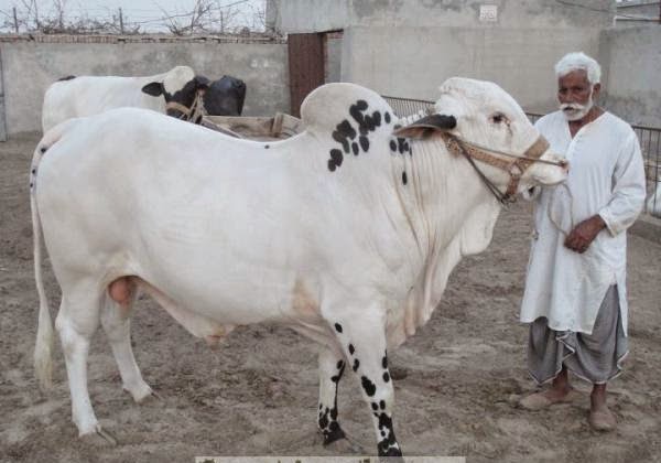 Bakra Mandi 2013,Eid ul Adha,Cow Qurbani,Camel Slaughter 