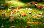 #4 Fall Leaves Wallpaper