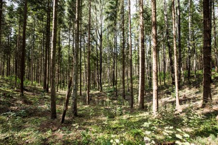 Pokaini Forest Latvia