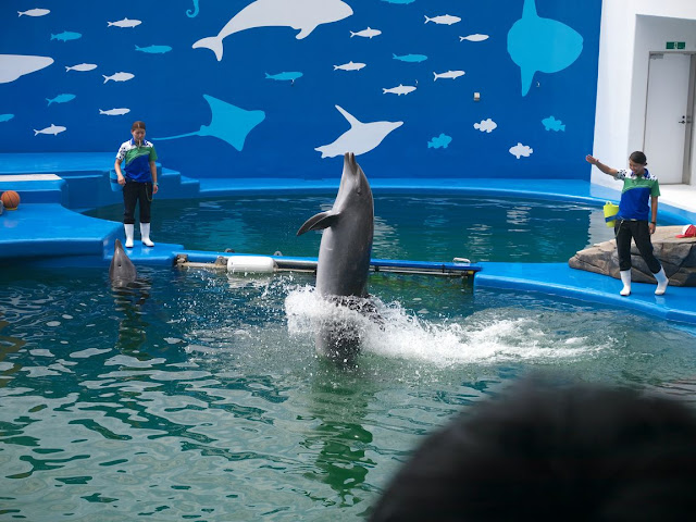 仙台うみの杜水族館 イルカショー 立ち泳ぎ