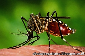 Obat Virus Zika