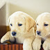 Tips to Find Cute and Adorable Puppies