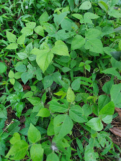 Pokok kekacang