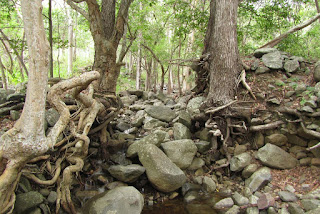 Burdekin plum tree (Pleiogynum timoriense) on debris field.