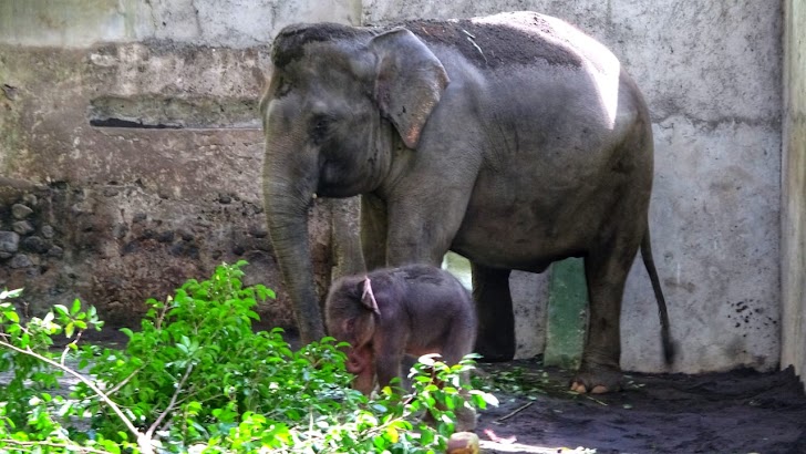 Gembira Loka Sambut Kelahiran Bayi Gajah 