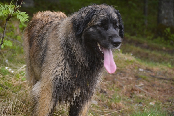 leonberger