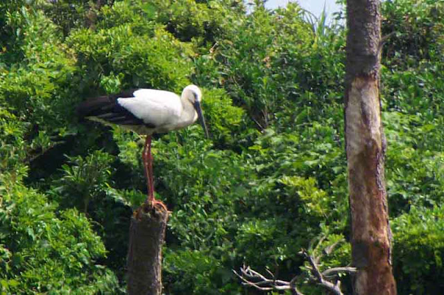 bird, Oriental Stork, Okinawa, Japan