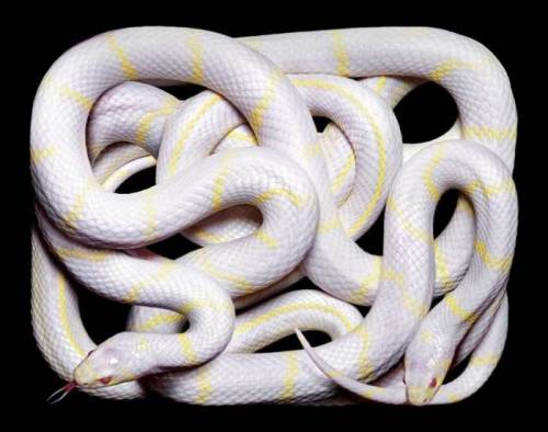 amazing pictures of snakes