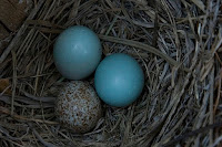 Blue Bird Nest