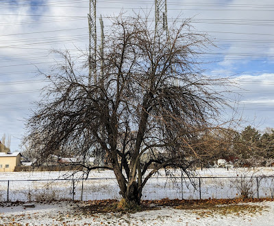 Neglected Apple Tree Before Pruning