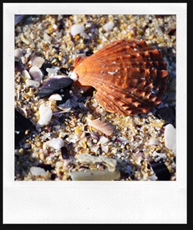 shell2