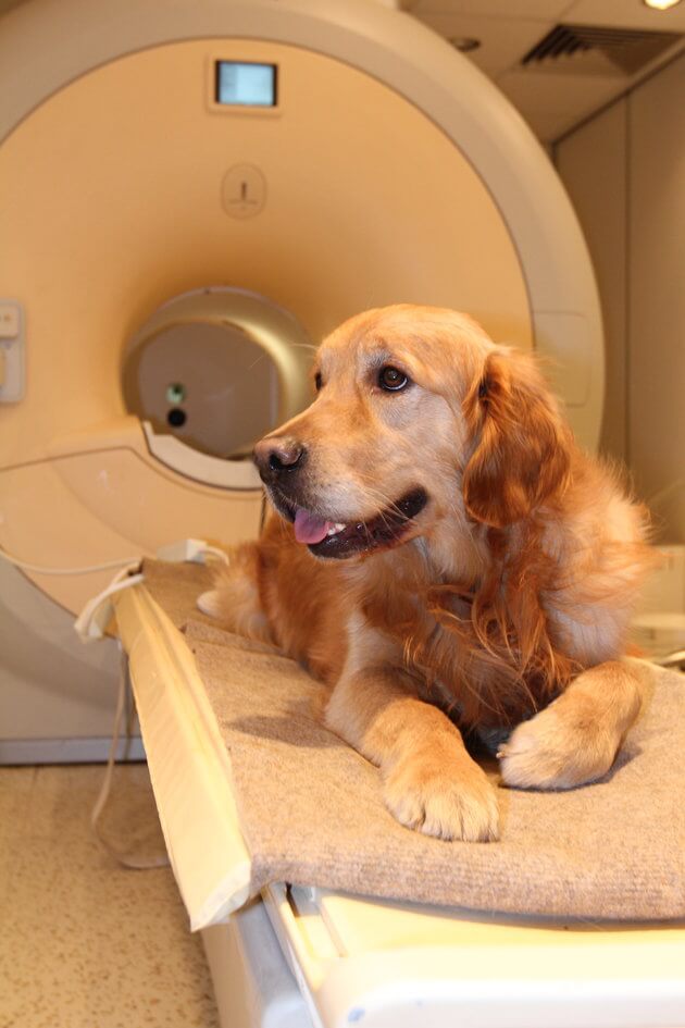 Dogs Ability To Understand Human Speech Is Better Than We Imagined