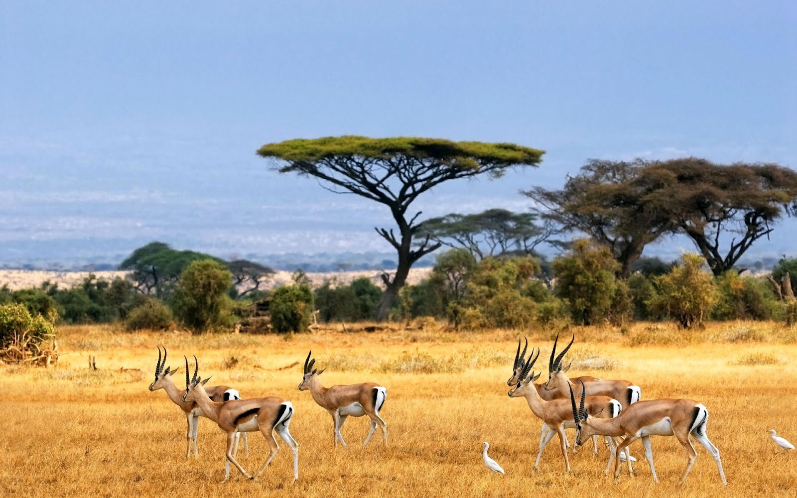 African Safari Landscape