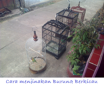 Cara menjinakan Burung Berkicau