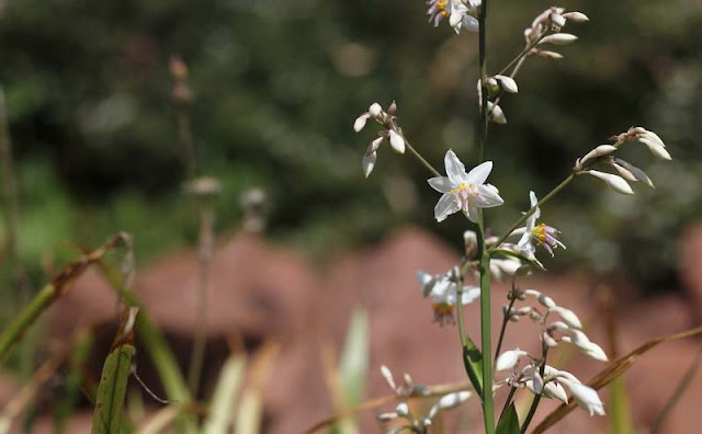 Arthropodium Cirratum Flowers Pictures