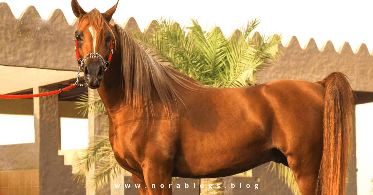 حصان عربي لونه بني في ساحة نخيل خضراء يوم الخيل العربي