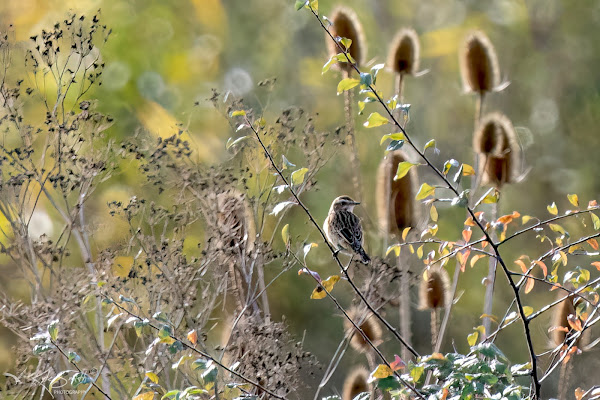 Whinchat