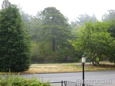July 22 fog 001