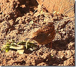 IMG_1454